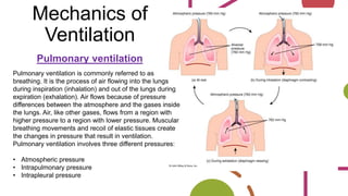Mechanics of
Ventilation
Pulmonary ventilation
Pulmonary ventilation is commonly referred to as
breathing. It is the process of air flowing into the lungs
during inspiration (inhalation) and out of the lungs during
expiration (exhalation). Air flows because of pressure
differences between the atmosphere and the gases inside
the lungs. Air, like other gases, flows from a region with
higher pressure to a region with lower pressure. Muscular
breathing movements and recoil of elastic tissues create
the changes in pressure that result in ventilation.
Pulmonary ventilation involves three different pressures:
• Atmospheric pressure
• Intrapulmonary pressure
• Intrapleural pressure
 