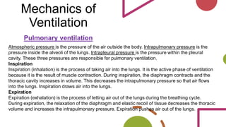 Mechanics of
Ventilation
Pulmonary ventilation
Atmospheric pressure is the pressure of the air outside the body. Intrapulmonary pressure is the
pressure inside the alveoli of the lungs. Intrapleural pressure is the pressure within the pleural
cavity. These three pressures are responsible for pulmonary ventilation.
Inspiration
Inspiration (inhalation) is the process of taking air into the lungs. It is the active phase of ventilation
because it is the result of muscle contraction. During inspiration, the diaphragm contracts and the
thoracic cavity increases in volume. This decreases the intrapulmonary pressure so that air flows
into the lungs. Inspiration draws air into the lungs.
Expiration
Expiration (exhalation) is the process of letting air out of the lungs during the breathing cycle.
During expiration, the relaxation of the diaphragm and elastic recoil of tissue decreases the thoracic
volume and increases the intrapulmonary pressure. Expiration pushes air out of the lungs.
 