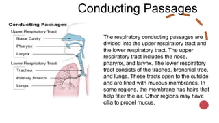 Conducting Passages
The respiratory conducting passages are
divided into the upper respiratory tract and
the lower respiratory tract. The upper
respiratory tract includes the nose,
pharynx, and larynx. The lower respiratory
tract consists of the trachea, bronchial tree,
and lungs. These tracts open to the outside
and are lined with mucous membranes. In
some regions, the membrane has hairs that
help filter the air. Other regions may have
cilia to propel mucus.
 
