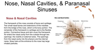 Nose, Nasal Cavities, & Paranasal
Sinuses
Nose & Nasal Cavities
The framework of the nose consists of bone and cartilage.
Two small nasal bones and extensions of the maxillae
form the bridge of the nose, which is the bony portion. The
remainder of the framework is cartilage and is the flexible
portion. Connective tissue and skin cover the framework.
Air enters the nasal cavity from the outside through two
openings: the nostrils or external nares. The openings
from the nasal cavity into the pharynx are the internal
nares. Nose hairs at the entrance to the nose trap large
inhaled particles.
 