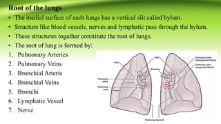 Root of the lungs
• The medial surface of each lungs has a vertical slit called hylum.
• Structure like blood vessels, nerves and lymphatic pass through the hylum.
• These structures togather constitute the root of lungs.
• The root of lung is formed by:
1. Pulmonary Arteries
2. Pulmonary Veins
3. Bronchial Arteris
4. Bronchial Veins
5. Bronchi
6. Lymphatic Vessel
7. Nerve
 