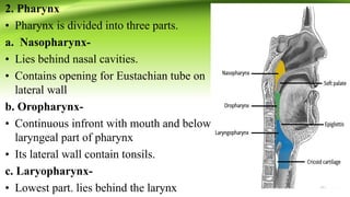 2. Pharynx
• Pharynx is divided into three parts.
a. Nasopharynx-
• Lies behind nasal cavities.
• Contains opening for Eustachian tube on
lateral wall
b. Oropharynx-
• Continuous infront with mouth and below
laryngeal part of pharynx
• Its lateral wall contain tonsils.
c. Laryopharynx-
• Lowest part. lies behind the larynx
 