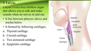 3. Larynx
Larynx (voice box)-Hollow organ
that allows you to talk and make
sounds when air moves in and out.
• It lies between pharynx above and
trachia below.
• It formed by following cartilages.
a. Thyroid cartilage
b. Cricoid cartilage
c. Two aretenoid cartilage
d. Epigloittis cartilage
 