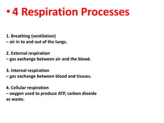 • 4 Respiration Processes
1. Breathing (ventilation)
– air in to and out of the lungs.
2. External respiration
– gas exchange between air and the blood.
3. Internal respiration
– gas exchange between blood and tissues.
4. Cellular respiration
– oxygen used to produce ATP, carbon dioxide
as waste.
 