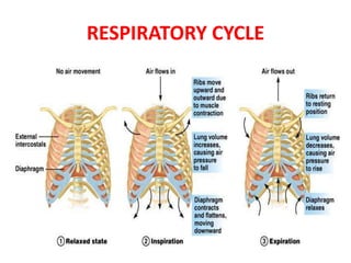 RESPIRATORY CYCLE
 