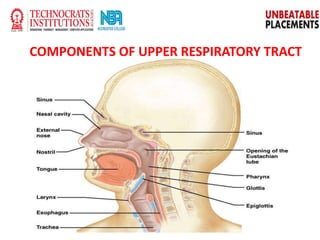 COMPONENTS OF UPPER RESPIRATORY TRACT
 