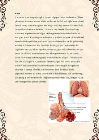 4
work
Air enters your lungs through a system of pipes called the bronchi. These
pipes start from the bottom of the trachea as the left and right bronchi and
branch many times throughout the lungs, until they eventually form little
thin-walled air sacs or bubbles, known as the alveoli. The alveoli are
where the important work of gas exchange takes place between the air
and your blood. Covering each alveolus is a whole network of little blood
vessel called capillaries, which are very small branches of the pulmonary
arteries. It is important that the air in the alveoli and the blood in the
capillaries are very close together, so that oxygen and carbon dioxide can
move (or diffuse) between them. So, when you breathe in, air comes
down the trachea and through the bronchi into the alveoli. This fresh air
has lots of oxygen in it, and some of this oxygen will travel across the
walls of the alveoli into your bloodstream. Travelling in the opposite
direction is carbon dioxide, which crosses from the blood in the
capillaries into the air in the alveoli and is then breathed out. In this way,
you bring in to your body the oxygen that you need to live, and get rid of
the waste product carbon dioxide.
 