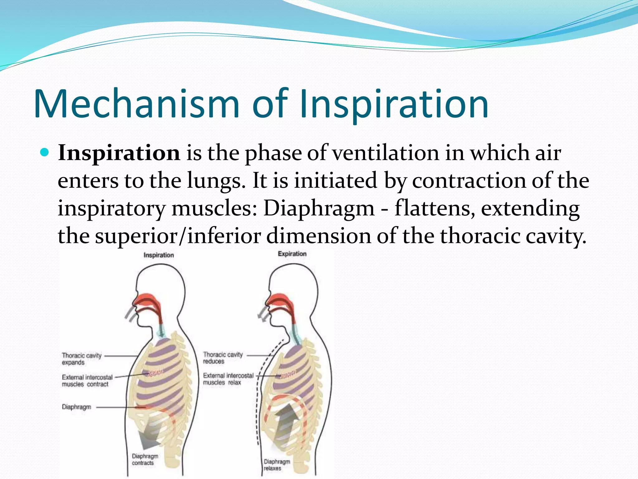 Mechanism of Inspiration
 Inspiration is the phase of ventilation in which air
enters to the lungs. It is initiated by contraction of the
inspiratory muscles: Diaphragm - flattens, extending
the superior/inferior dimension of the thoracic cavity.
 