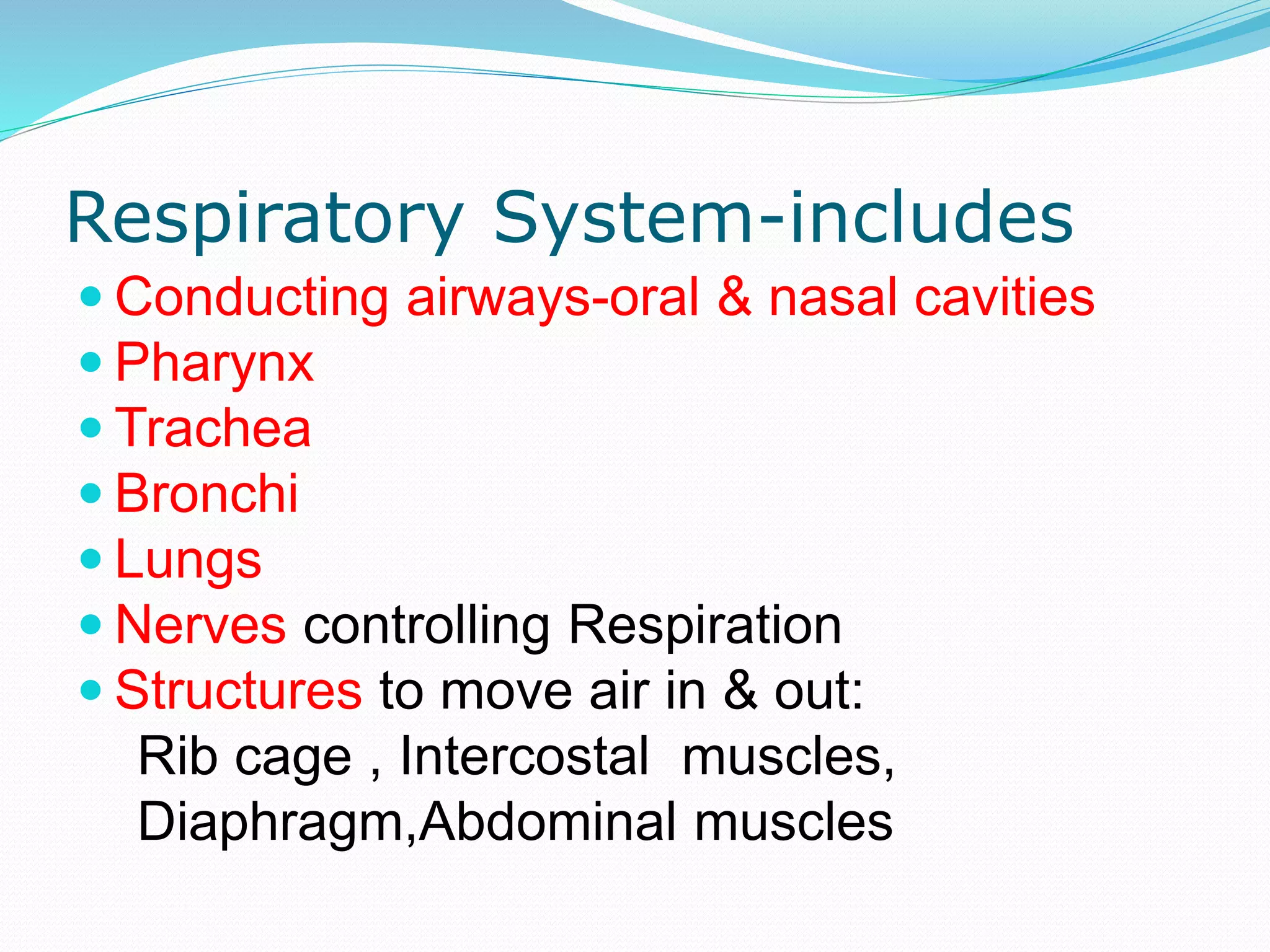 Respiratory System-includes
 Conducting airways-oral & nasal cavities
 Pharynx
 Trachea
 Bronchi
 Lungs
 Nerves controlling Respiration
 Structures to move air in & out:
Rib cage , Intercostal muscles,
Diaphragm,Abdominal muscles
 