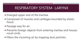 RESPIRATORY SYSTEM- LARYNX
 Enlarged upper end of the trachea.
 Composed of muscles and cartilages bounded by elastic
tissue.
 Passage way for air.
 Prevents foreign objects from entering trachea and houses
vocal cords.
 Filters the incoming air by trapping dust particles.
 