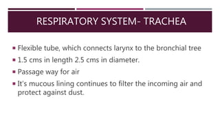 RESPIRATORY SYSTEM- TRACHEA
 Flexible tube, which connects larynx to the bronchial tree
 1.5 cms in length 2.5 cms in diameter.
 Passage way for air
 It’s mucous lining continues to filter the incoming air and
protect against dust.
 