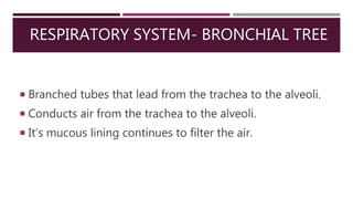 RESPIRATORY SYSTEM- BRONCHIAL TREE
 Branched tubes that lead from the trachea to the alveoli.
 Conducts air from the trachea to the alveoli.
 It’s mucous lining continues to filter the air.
 
