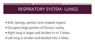 RESPIRATORY SYSTEM- LUNGS
 Soft, spongy, paired, cone shaped organs.
 Occupies large portion of thoracic cavity.
 Right lung is larger and divided in to 3 lobes.
 Left lung is smaller and divided into 2 lobes.
 