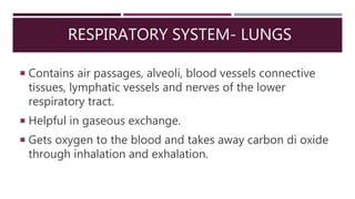 RESPIRATORY SYSTEM- LUNGS
 Contains air passages, alveoli, blood vessels connective
tissues, lymphatic vessels and nerves of the lower
respiratory tract.
 Helpful in gaseous exchange.
 Gets oxygen to the blood and takes away carbon di oxide
through inhalation and exhalation.
 