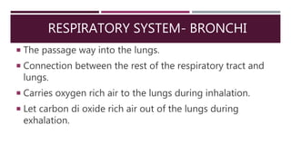 RESPIRATORY SYSTEM- BRONCHI
 The passage way into the lungs.
 Connection between the rest of the respiratory tract and
lungs.
 Carries oxygen rich air to the lungs during inhalation.
 Let carbon di oxide rich air out of the lungs during
exhalation.
 