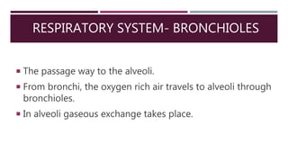 RESPIRATORY SYSTEM- BRONCHIOLES
 The passage way to the alveoli.
 From bronchi, the oxygen rich air travels to alveoli through
bronchioles.
 In alveoli gaseous exchange takes place.
 
