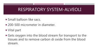 RESPIRATORY SYSTEM-ALVEOLI
 Small balloon like sacs.
 200-500 micrometer in diameter.
 Vital part
 Gets oxygen into the blood stream for transport to the
tissues and to remove carbon di oxide from the blood
stream.
 