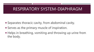 RESPIRATORY SYSTEM-DIAPHRAGM
 Separates thoracic cavity, from abdominal cavity.
 Serves as the primary muscle of inspiration.
 Helps in breathing, vomiting and throwing up urine from
the body.
 