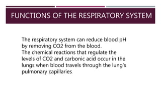 FUNCTIONS OF THE RESPIRATORY SYSTEM
The respiratory system can reduce blood pH
by removing CO2 from the blood.
The chemical reactions that regulate the
levels of CO2 and carbonic acid occur in the
lungs when blood travels through the lung's
pulmonary capillaries.
 