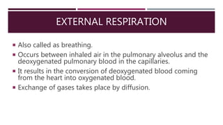 EXTERNAL RESPIRATION
 Also called as breathing.
 Occurs between inhaled air in the pulmonary alveolus and the
deoxygenated pulmonary blood in the capillaries.
 It results in the conversion of deoxygenated blood coming
from the heart into oxygenated blood.
 Exchange of gases takes place by diffusion.
 