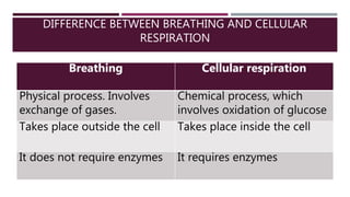 DIFFERENCE BETWEEN BREATHING AND CELLULAR
RESPIRATION
Breathing Cellular respiration
Physical process. Involves
exchange of gases.
Chemical process, which
involves oxidation of glucose
Takes place outside the cell Takes place inside the cell
It does not require enzymes It requires enzymes
 