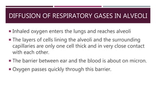 DIFFUSION OF RESPIRATORY GASES IN ALVEOLI
 Inhaled oxygen enters the lungs and reaches alveoli
 The layers of cells lining the alveoli and the surrounding
capillaries are only one cell thick and in very close contact
with each other.
 The barrier between ear and the blood is about on micron.
 Oxygen passes quickly through this barrier.
 