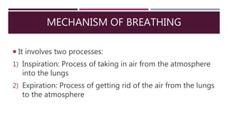 MECHANISM OF BREATHING
 It involves two processes:
1) Inspiration: Process of taking in air from the atmosphere
into the lungs
2) Expiration: Process of getting rid of the air from the lungs
to the atmosphere
 