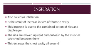 INSPIRATION
 Also called as inhalation
 Is the result of increase in size of thoracic cavity
 This increase is due to the combined action of ribs and
diaphragm
 The ribs are moved upward and outward by the muscles
stretched between them
 This enlarges the chest cavity all around
 