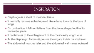 INSPIRATION
 Diaphragm is a sheet of muscular tissue
 It normally remains arched upward like a dome towards the base of
lungs
 On contraction it falls or flattens from the dome shaped outline to
horizontal plane.
 It contributes to the enlargement of the chest cavity length wise
 As the diaphragm flattens it presses the organs inside the abdomen
 The abdominal muscles relax and the abdominal wall moves outward
 