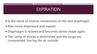 EXPIRATION
 Is the result of reverse movements of ribs and diaphragm.
 Ribs move downward and inward.
 Diaphragm is relaxed and becomes dome shape again.
 The cavity of thorax is diminished and the lungs are
compressed, forcing the air outside.
 