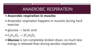 ANAEROBIC RESPIRATION
 Anaerobic respiration in muscles
 Anaerobic respiration happens in muscles during hard
exercise:
 glucose → lactic acid
 C6H12O6 → 2C3H6O3
 Glucose is not completely broken down, so much less
energy is released than during aerobic respiration.
 
