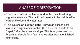 ANAEROBIC RESPIRATION
 There is a build-up of lactic acid in the muscles during
vigorous exercise. The lactic acid needs to be oxidised to
carbon dioxide and water later.
 This causes an oxygen debt - known as excess post-
exercise oxygen consumption (EPOC) - that needs to be
‘repaid’ after the exercise stops. This is why we keep on
breathing deeply for a few minutes after we have finished
exercising.
 