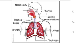 RESPIRATORY SYSTEM
 