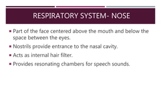 RESPIRATORY SYSTEM- NOSE
 Part of the face centered above the mouth and below the
space between the eyes.
 Nostrils provide entrance to the nasal cavity.
 Acts as internal hair filter.
 Provides resonating chambers for speech sounds.
 
