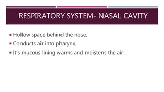 RESPIRATORY SYSTEM- NASAL CAVITY
 Hollow space behind the nose.
 Conducts air into pharynx.
 It’s mucous lining warms and moistens the air.
 