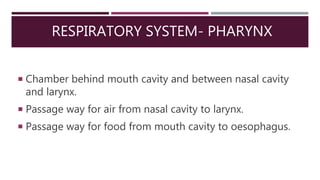 RESPIRATORY SYSTEM- PHARYNX
 Chamber behind mouth cavity and between nasal cavity
and larynx.
 Passage way for air from nasal cavity to larynx.
 Passage way for food from mouth cavity to oesophagus.
 