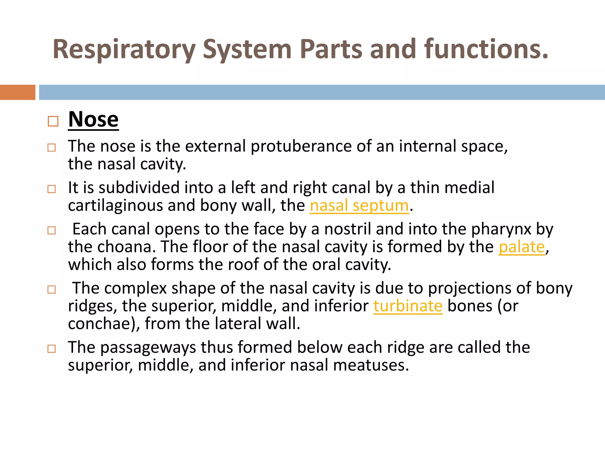 Respiratory system presentation | PPT