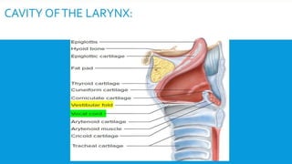 RESPIRATORY  SYSTEM.pptx