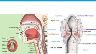RESPIRATORY  SYSTEM.pptx