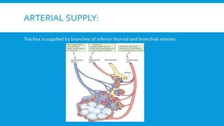 RESPIRATORY  SYSTEM.pptx
