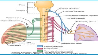 RESPIRATORY  SYSTEM.pptx