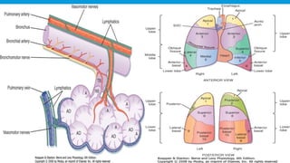 RESPIRATORY  SYSTEM.pptx