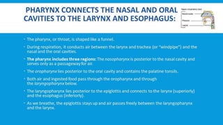RESPIRATORY  SYSTEM.pptx