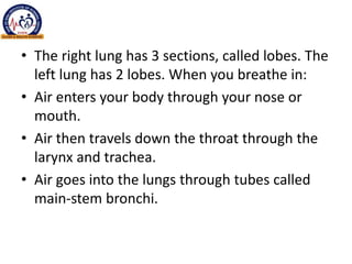 • The right lung has 3 sections, called lobes. The
left lung has 2 lobes. When you breathe in:
• Air enters your body through your nose or
mouth.
• Air then travels down the throat through the
larynx and trachea.
• Air goes into the lungs through tubes called
main-stem bronchi.
 