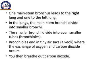 • One main-stem bronchus leads to the right
lung and one to the left lung:
• In the lungs, the main-stem bronchi divide
into smaller bronchi.
• The smaller bronchi divide into even smaller
tubes (bronchioles).
• Bronchioles end in tiny air sacs (alveoli) where
the exchange of oxygen and carbon dioxide
occurs.
• You then breathe out carbon dioxide.
 