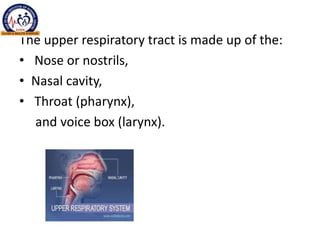 The upper respiratory tract is made up of the:
• Nose or nostrils,
• Nasal cavity,
• Throat (pharynx),
and voice box (larynx).
 