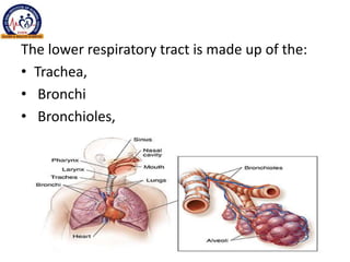 The lower respiratory tract is made up of the:
• Trachea,
• Bronchi
• Bronchioles,
• Alveoli,
 