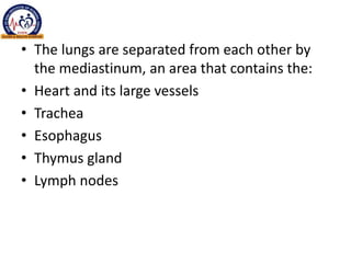 • The lungs are separated from each other by
the mediastinum, an area that contains the:
• Heart and its large vessels
• Trachea
• Esophagus
• Thymus gland
• Lymph nodes
 