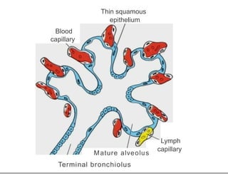 Thin squamous
epithelium
Blood
capillary
Mature alveolus
Terminal bronchiolus
Lymph
capillary
 