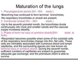 Maturation of the lungs
1. Pseudoglandular period {5th -16th week.)
•Branching has continued to form terminal bronchioles.
•No respiratory bronchioles or alveoli are present.
2. Canalicular phase(16th - 26th week.)
•Up to the seventh prenatal month, the bronchioles divide
continuously into more and smaller canals and the vascular
supply increases steadily.
3. Phase of termi nal sacs or primitive alveoli(26th week. to
birth)
•Respiration becomes possible when some of the cuboidal cells
of the respiratory bronchioles change into thin, flat cells. These
cells are intimately associated with numerous blood and lymph
capillaries, and the surrounding spaces are now known as
terminal sacs or primitive alveoli. During the seventh month,
sufficient numbers of capillaries are present to guarantee
adequate gas exchange, and the premature infant is able to
survive
 